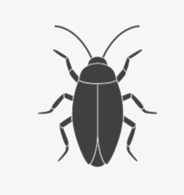 Cockroaches
