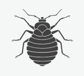 Bed Bugs
