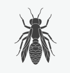 Wasps and Hornets
