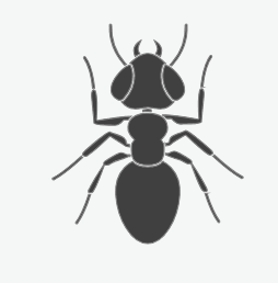Carpet Ants
