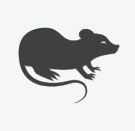 Rodents
