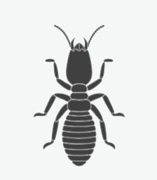 Termites

