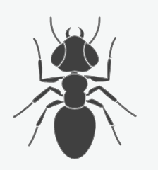 Ants

