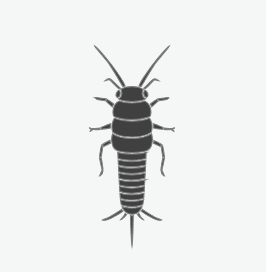 Silverfish
