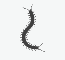 Millipedes and Centipedes

