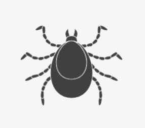 Ticks
